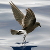 Storm Petrels